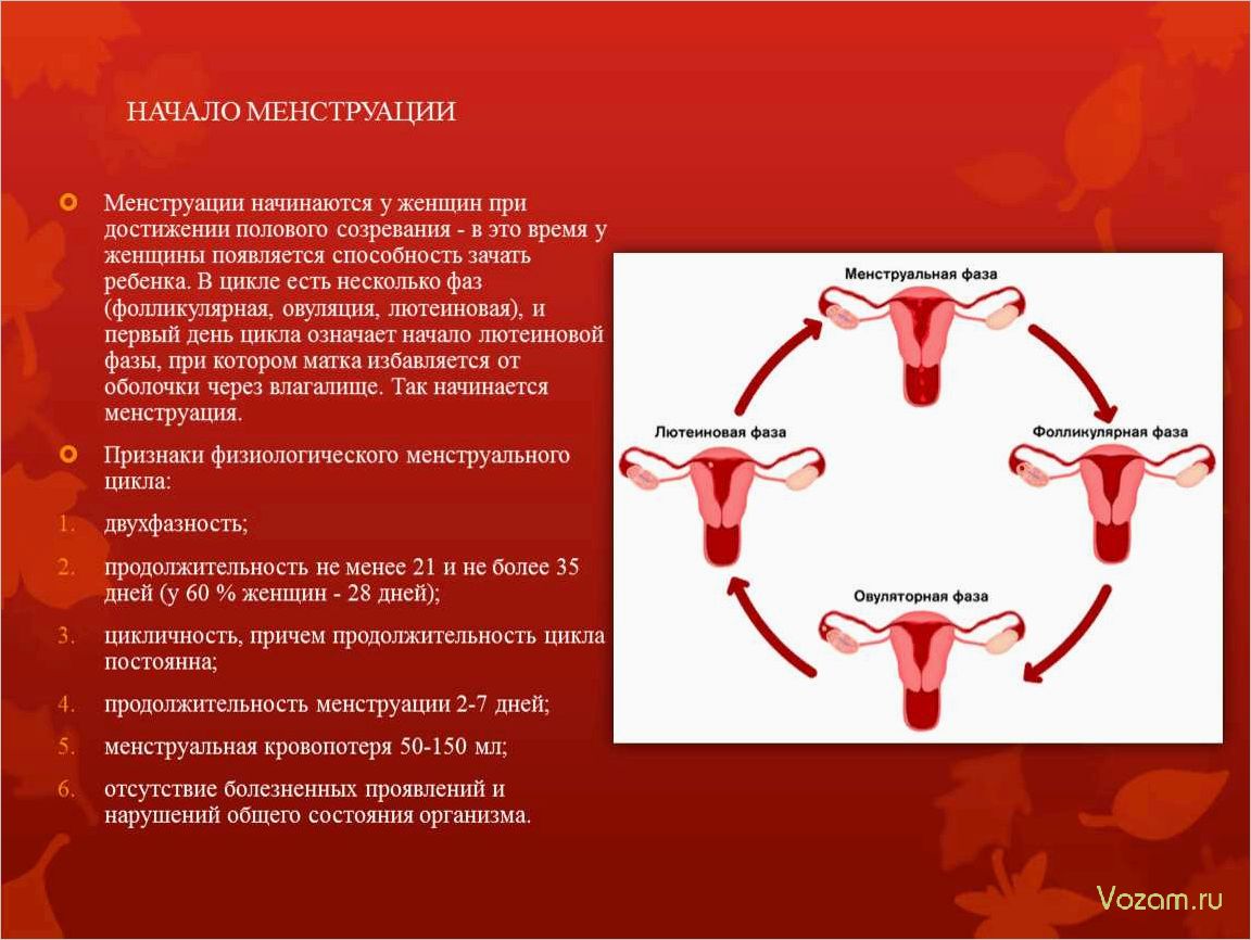 Менструация и процесс зачатия — разъяснение важных аспектов женского репродуктивного здоровья